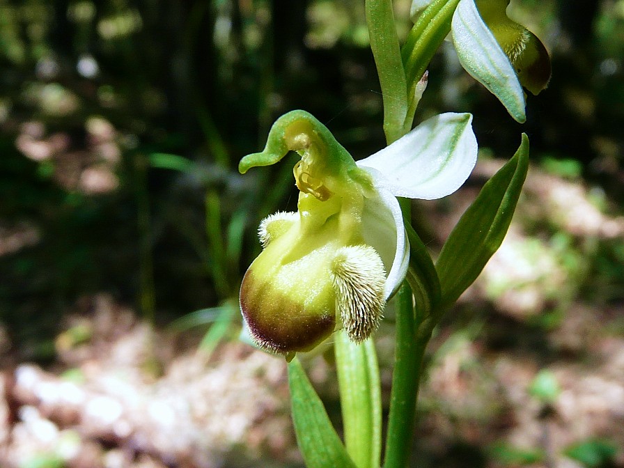 Ophrys apifera bicolor....